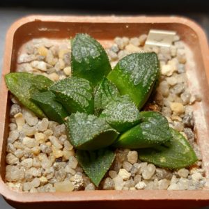Haworthia 'Ginsekai' hybrid