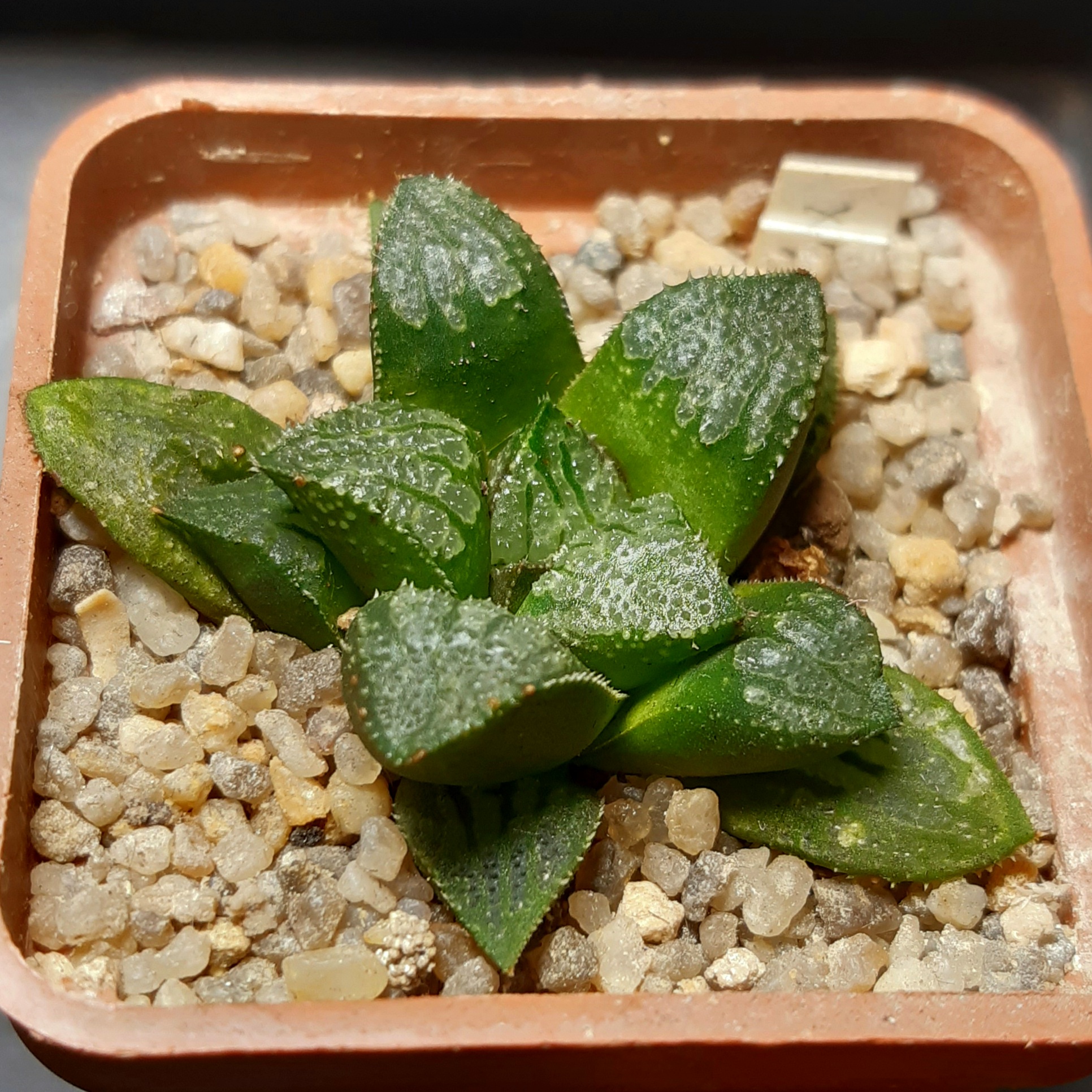 Haworthia 'Ginsekai' hybrid