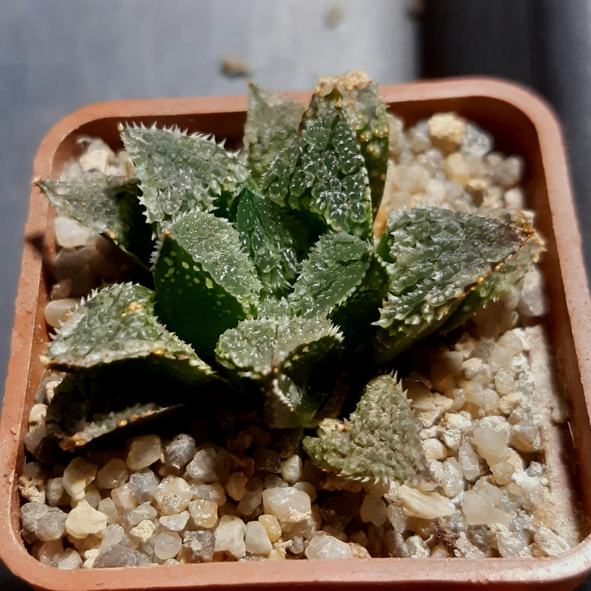 Haworthia 'Korizato' x 'Yuki Usagi'