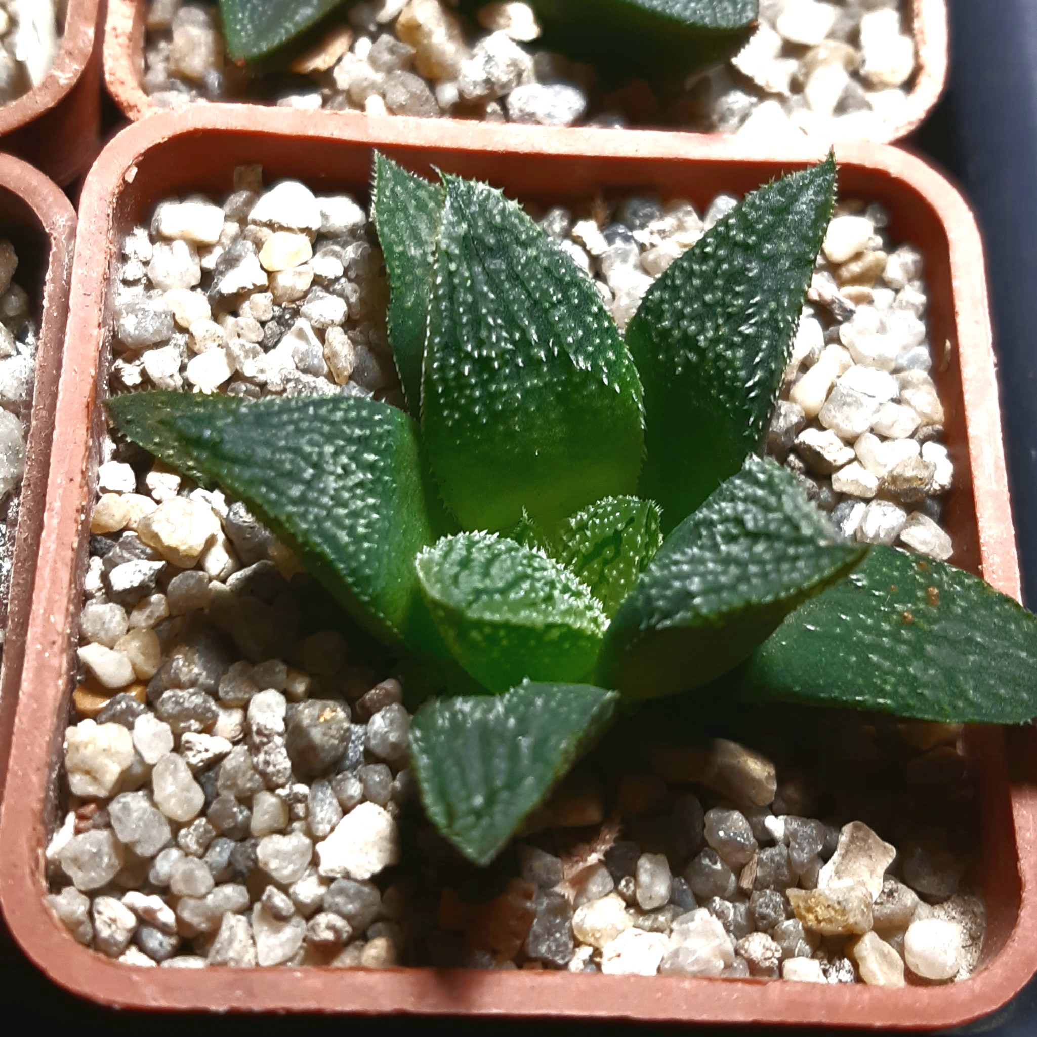 Haworthia splendens hybrid