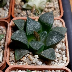 Haworthia hybrid (x 'Kurono Wakusei')