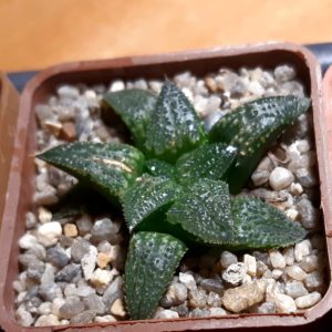 Haworthia splendens hybrid
