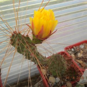 Opuntia tilcarensis v. rubrispina cv.”Fuchs”- пагони під вкорінення-