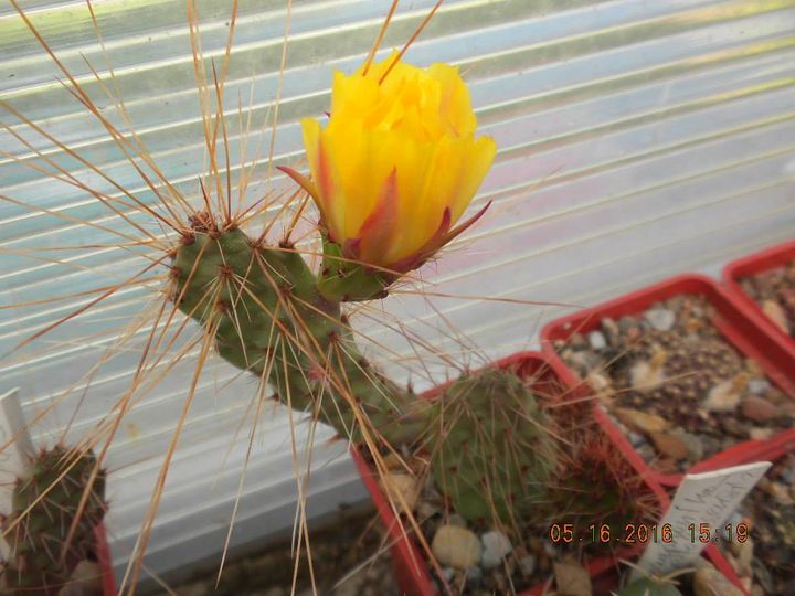 Opuntia tilcarensis v. rubrispina cv.”Fuchs”- пагони під вкорінення-