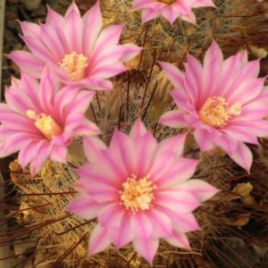 Krainzia longiflora v. stampferi -MG- насіння-