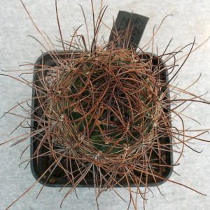 Lobivia haematantha ZJ 229 -seeds-