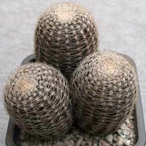 Lobivia haematantha v. rebutioides f. albolanata WR 0585a -seeds-