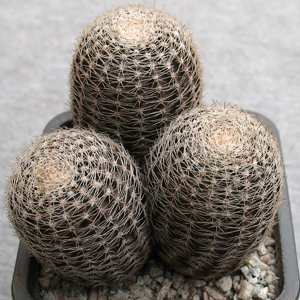 Lobivia haematantha v. rebutioides f. albolanata WR 0585a -seeds-