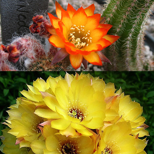 Chamaelobivia Lincoln sunkissed X KhV Yellow -seeds-