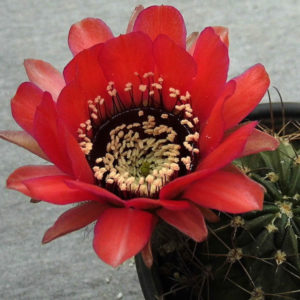 Lobivia jajoiana v. fleischeriana WR 580 -seeds-