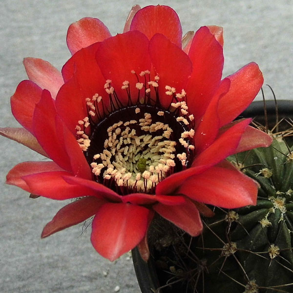 Lobivia jajoiana v. fleischeriana WR 580 -seeds-
