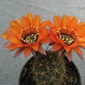 Lobivia jajoiana v. elegans MN 161 -seeds-