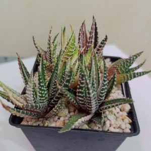 Haworthia HKF-14 Hakutyou Variegata