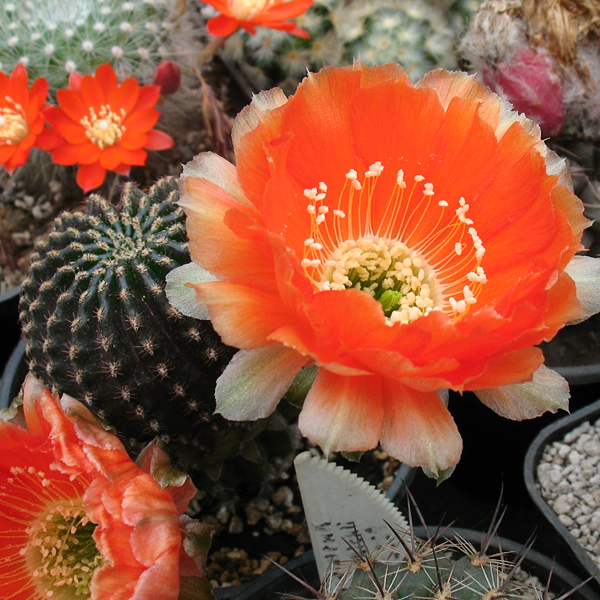 Lobivia napina -seeds-