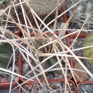 Astrophytum crasispinum -Japan-super spined form-select-зразок-