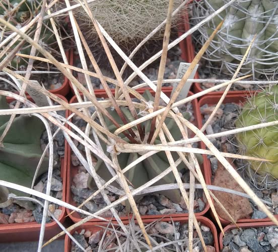 Astrophytum crasispinum -Japan-super spined form-select-зразок-