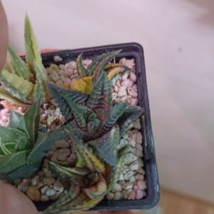 Haworthia Limifolia Var. Schuldtiana Variegated