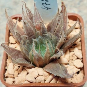 4727 Haworthia gracilis v. isabellae -Houtkloof-