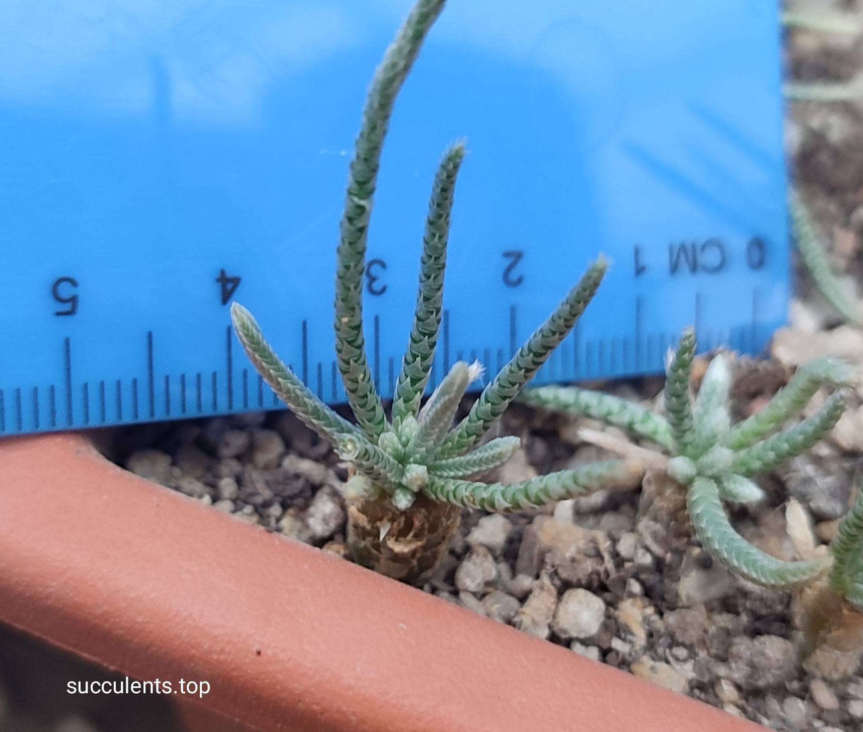 avonia alstonii