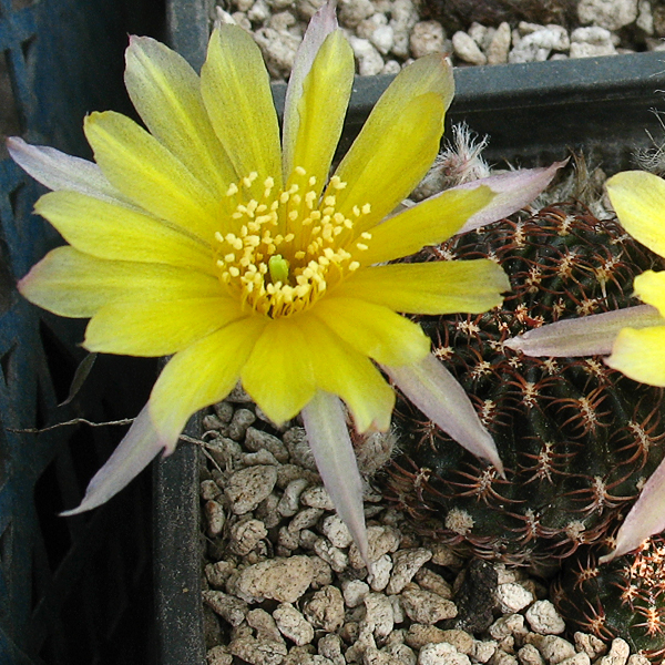 Lobivia tiegeliana v. pusilla f. flaviflora -seeds-