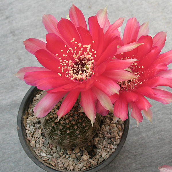 Lobivia rebutioides -seeds-