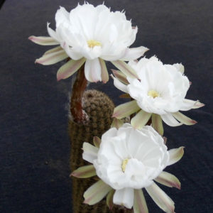 Pygmaeocereus bylesianus -seeds-