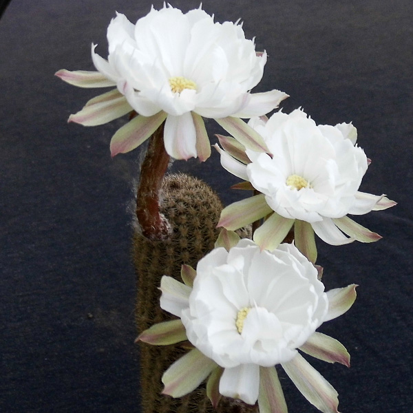 Pygmaeocereus bylesianus -seeds-