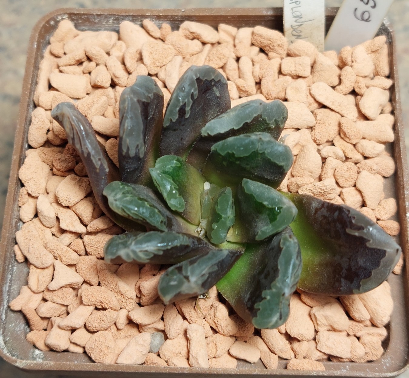 6519 Haworthia VVG2 x VVG3 hybrid F2