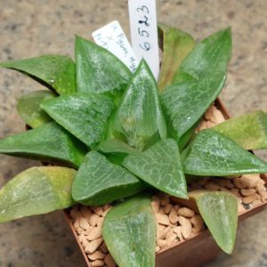 6523 Haworthia bayeri hybrid