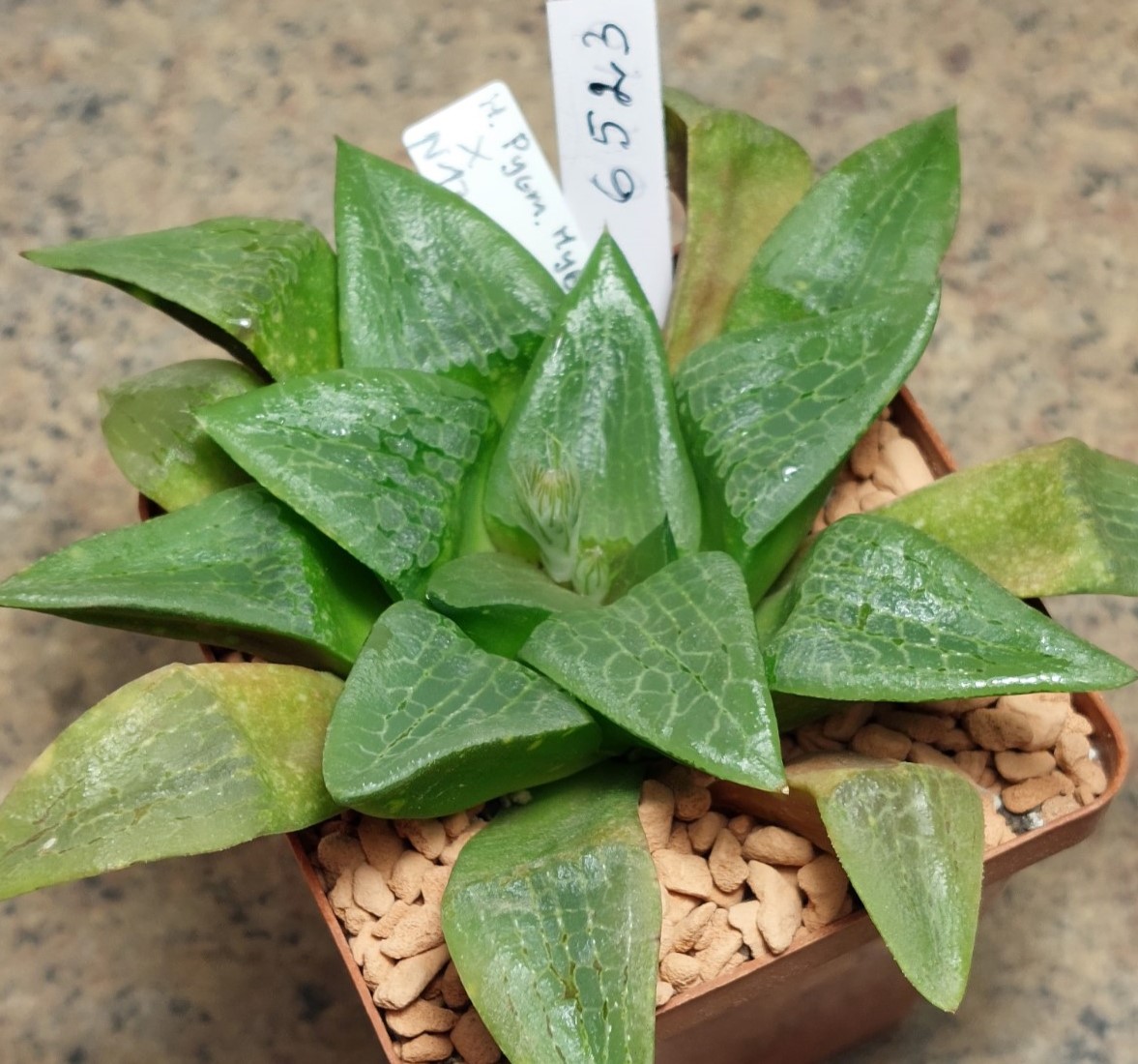 6523 Haworthia bayeri hybrid