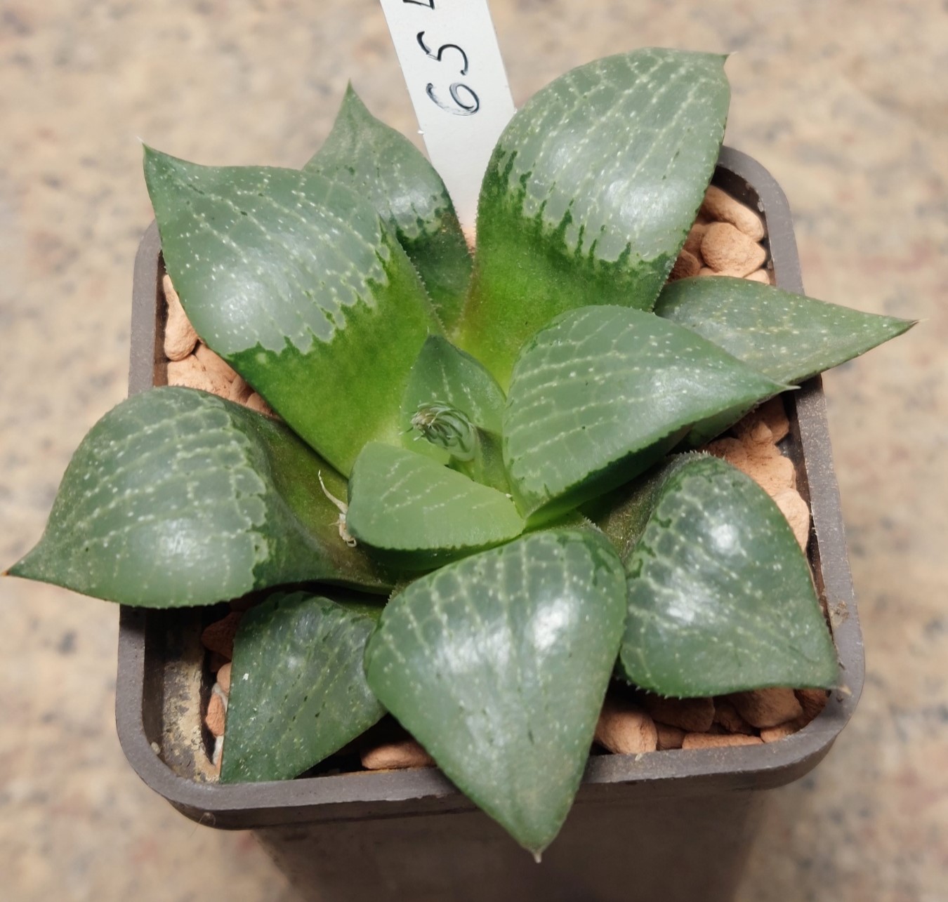 6543 Haworthia comptoniana