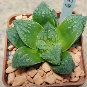 6544 Haworthia 'Smaragd' hybrid F2