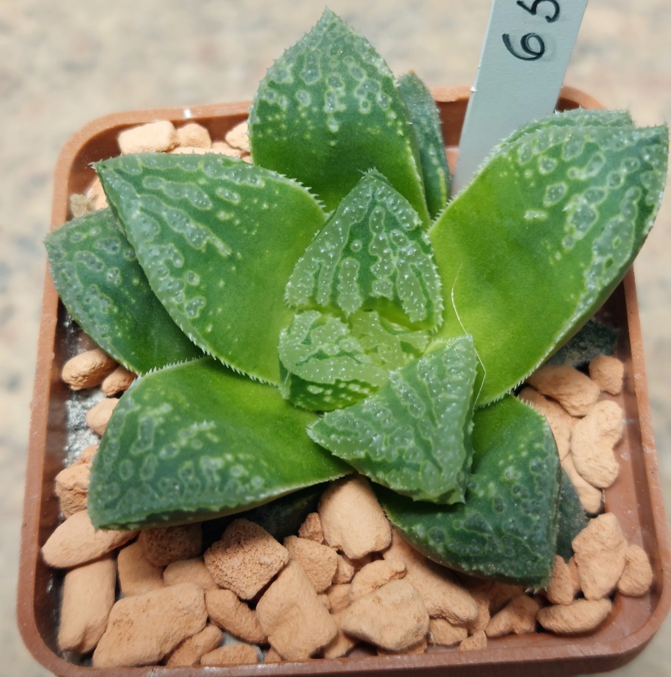 6544 Haworthia 'Smaragd' hybrid F2