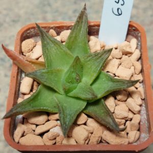 6545 Haworthia hybrid