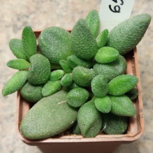 6555 Adromischus marianae v. alveolatus весь горщик