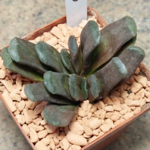 6562 Haworthia truncata hybrid весь горшик
