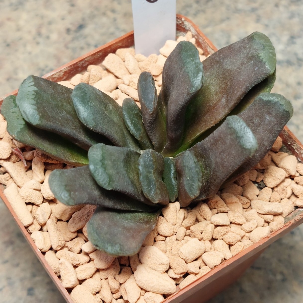 6562 Haworthia truncata hybrid весь горшик