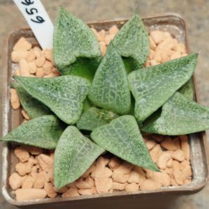 6565 Haworthia comptoniana -Belgia-