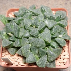 6612 Haworthia 'Kegazato'x picta F2 весь горшик