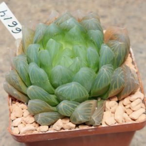6614 Haworthia cooperi v.dielsiana