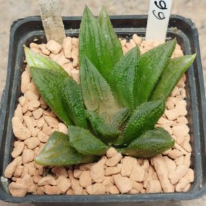 6618 Haworthia 'Chevagri' hybrid