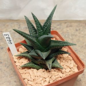 6623 Haworthia nigra x limifolia compact form
