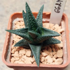 6624 Haworthia nigra x limifolia compact form