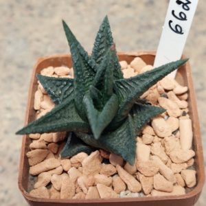 6625 Haworthia nigra x limifolia compact form