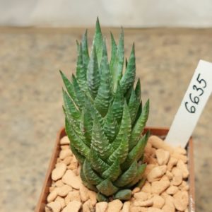 6635 Haworthia glauca v. herrei