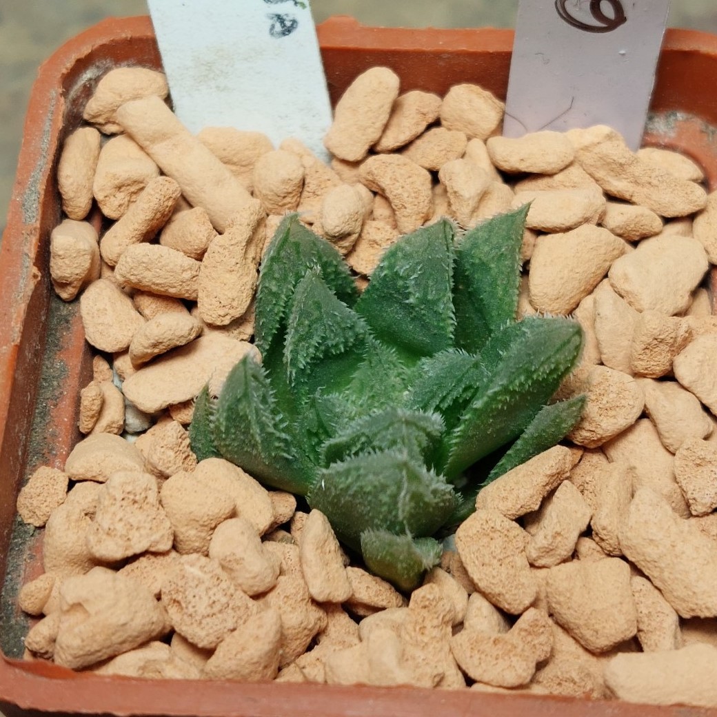 6644 Haworthia venusta x 'Yulia'