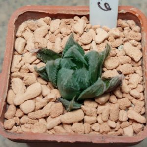 6645 Haworthia venusta x 'Yulia'