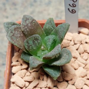 6685 Haworthia 'Black Major' x 'Yulia' hybrid F2