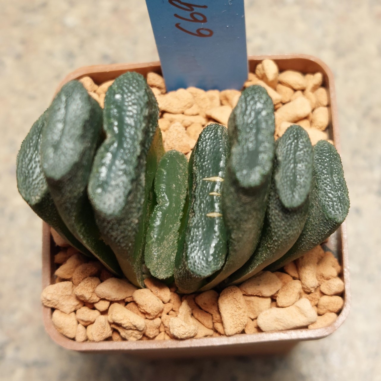 6694 Haworthia truncata