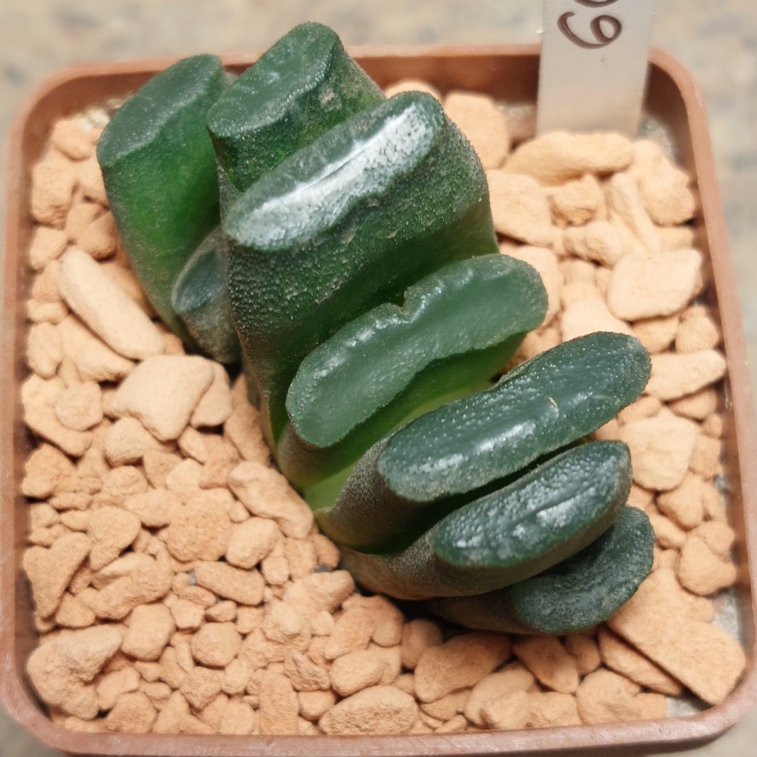 6696 Haworthia truncata